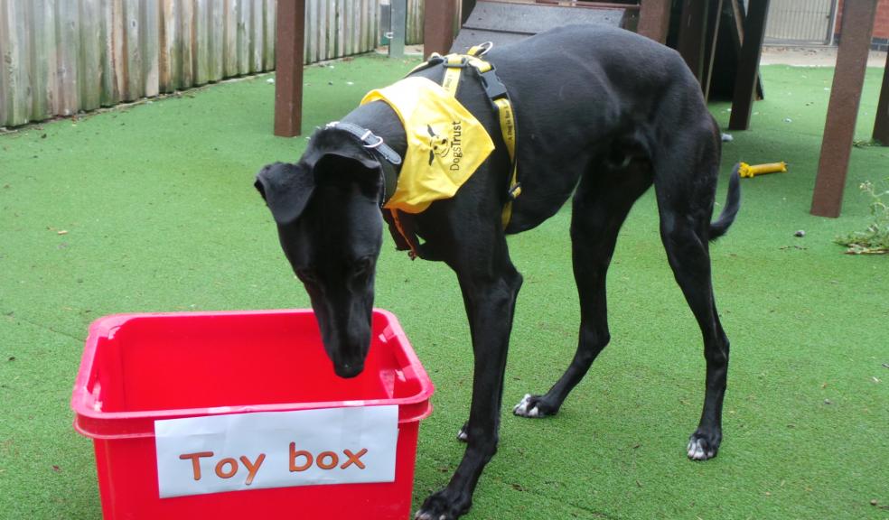 Dogs Trust launches urgent toy appeal The